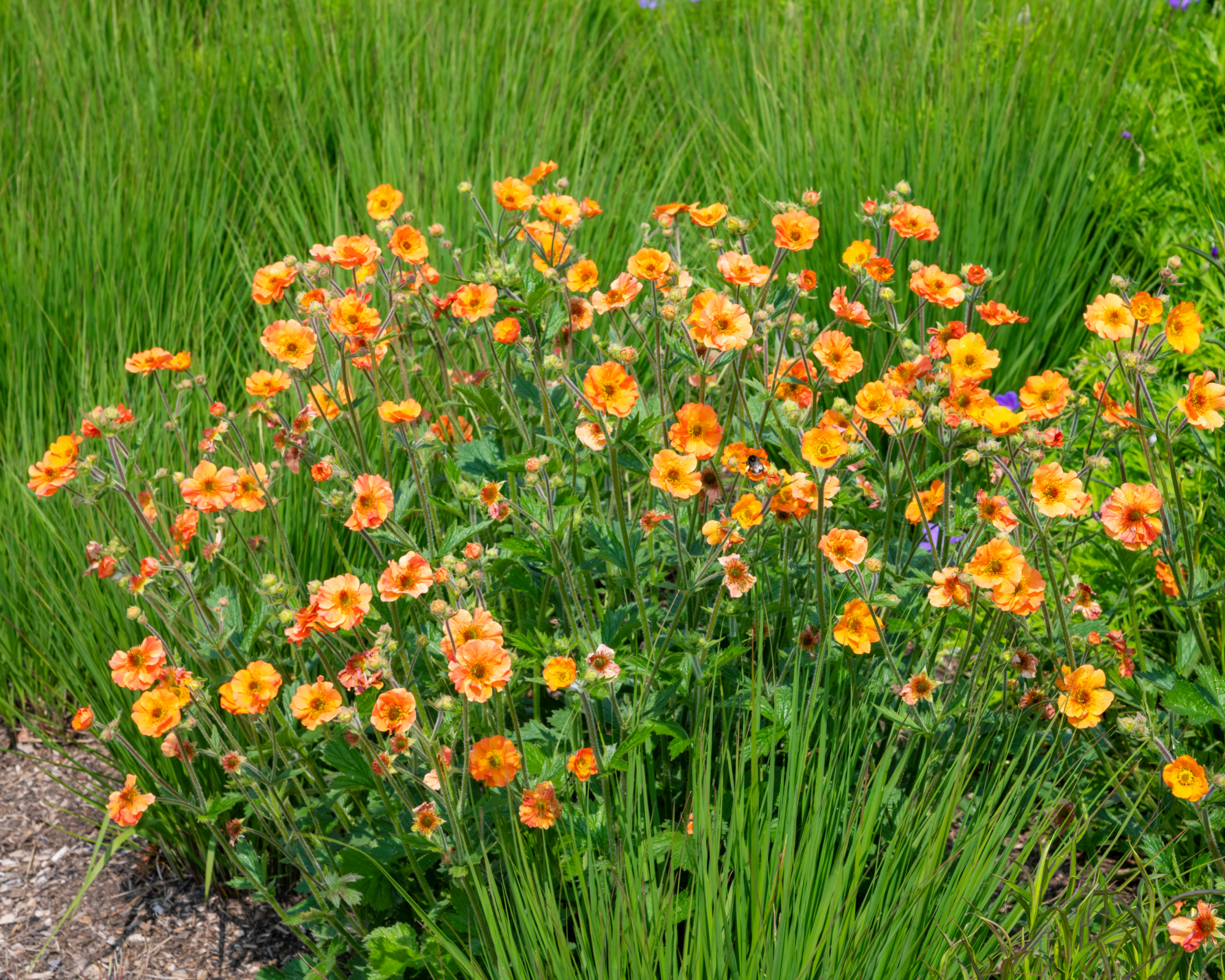 Bright orange geum flowers for ground cover