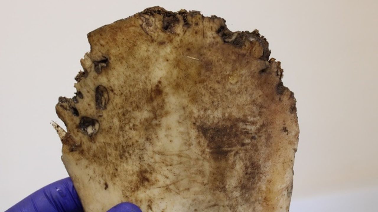 a close-up of a piece of bone with bite marks on it