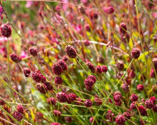 Close up of dark red, drought-resistant perennial Sanguisorba Tanna Burnet flowers, photographed at the RHS Wisley garden, Surrey uk in mid-summer
