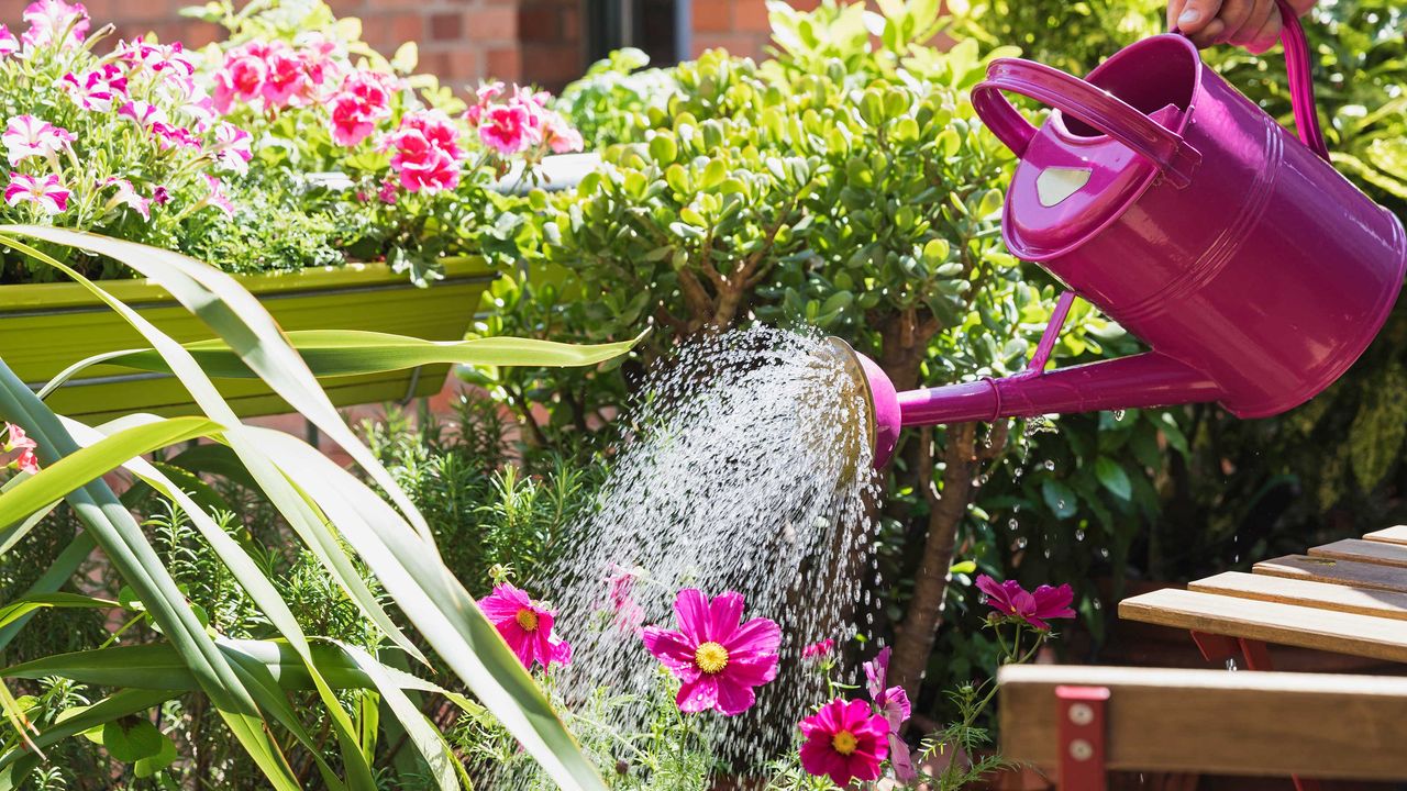 pink watering can watering plants