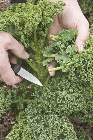 harvesting kale in how to grow kale