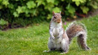 picture of squirrel in garden