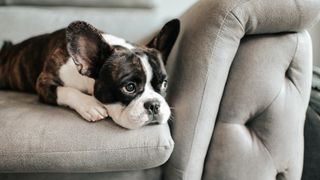 A bored french bulldog lying down and resting on gray sofa looking outside.