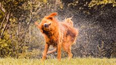 Dog shaking because it's wet