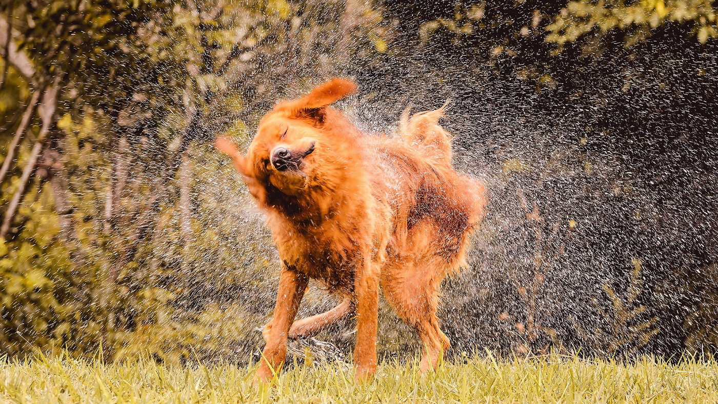 Dog shaking because it's wet