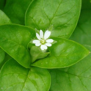 Chickweed