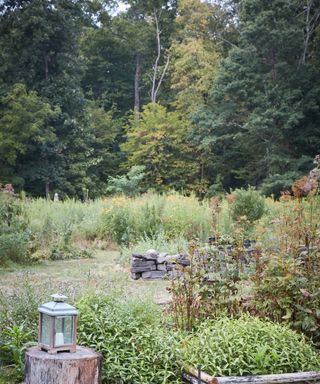 A wild garden with large fir trees in the background