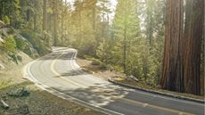 A winding road in with very tall trees on one side and a rocky hill on the other.