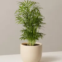 15. The Sill Parlor Palm Plant