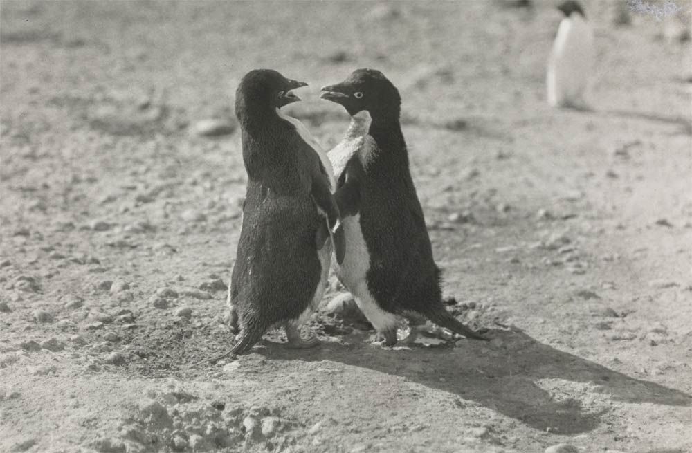 An Adelie penguin couple in a photo taken by George Levick, a surgeon and zoologist aboard Captain Scott&#039;s 1910 South Pole expedition.