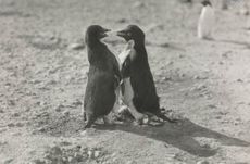 An Adelie penguin couple in a photo taken by George Levick, a surgeon and zoologist aboard Captain Scott's 1910 South Pole expedition.