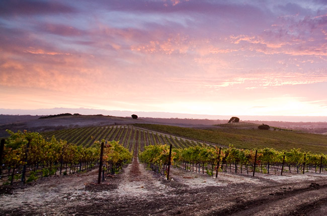 bets Californian Pinot Noir, laetitia vineyards