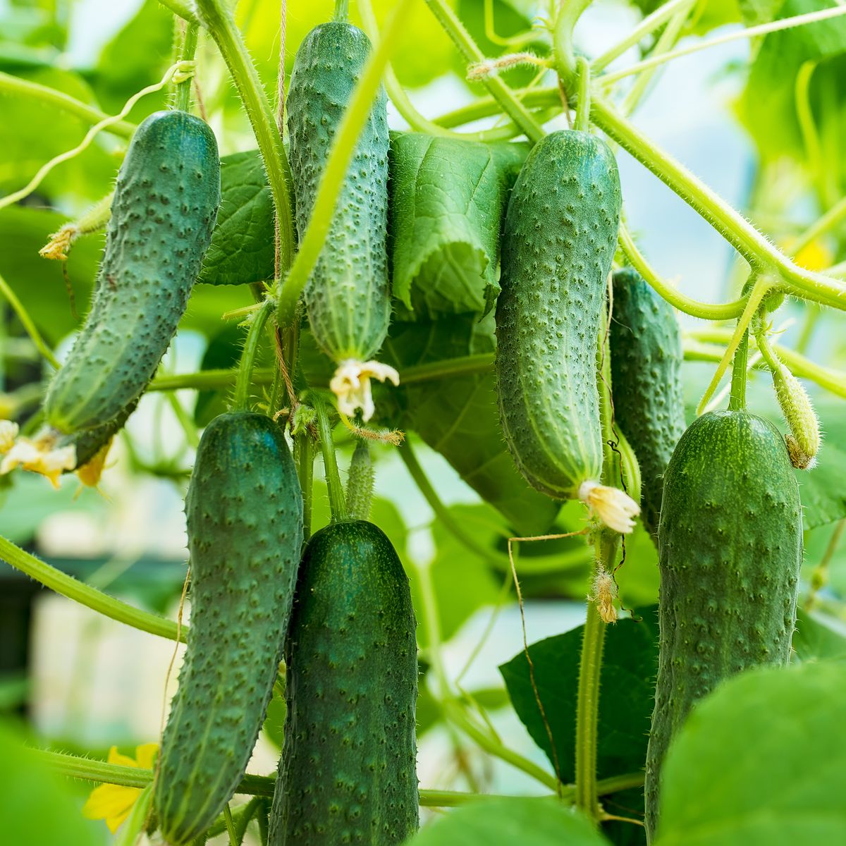 Top 10 Cucumber Plant Problems – And How To Fix Them Fast