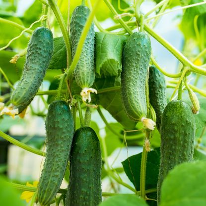 cucumbers growing from vine