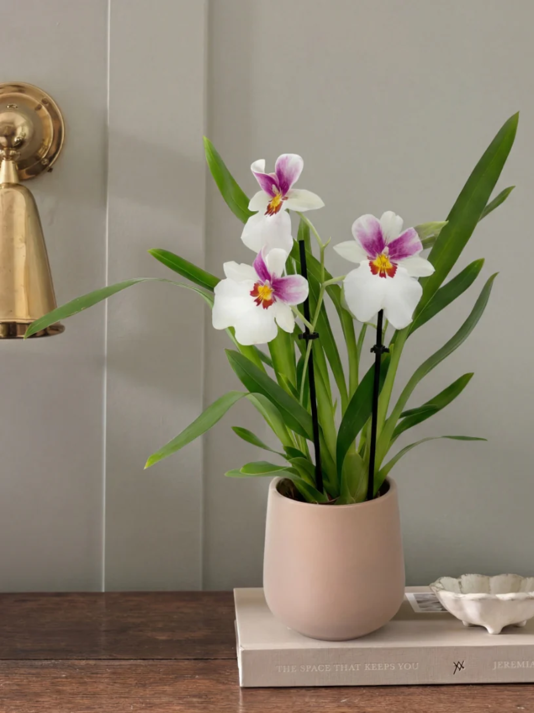 A potted scented orchid