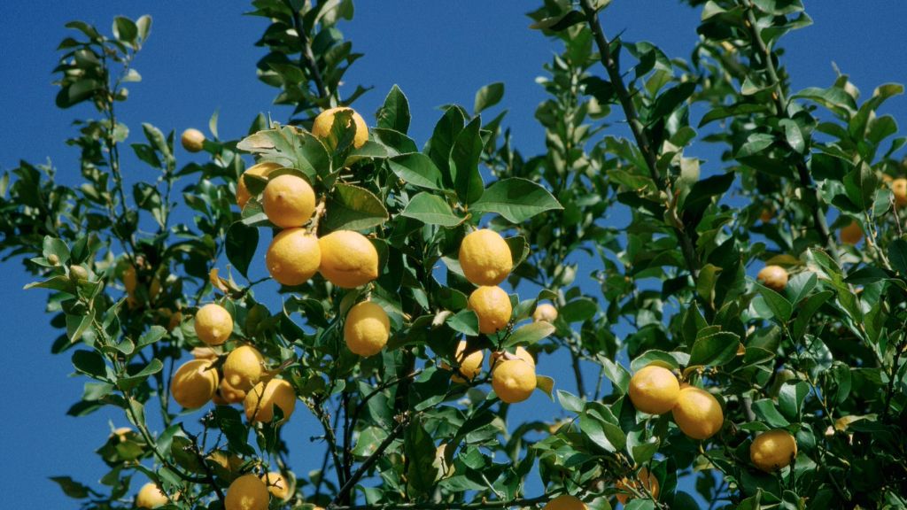 tree full of lemon fruits 