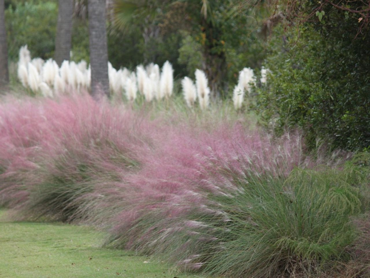 Ornamental Grass Border Of Lawn