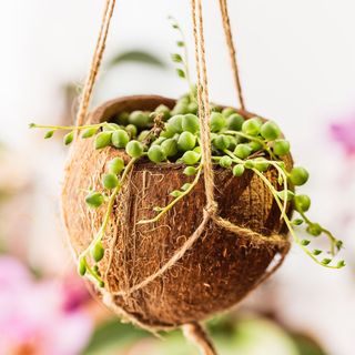 Coconut shell hanging flower pot with String of Pearls plant