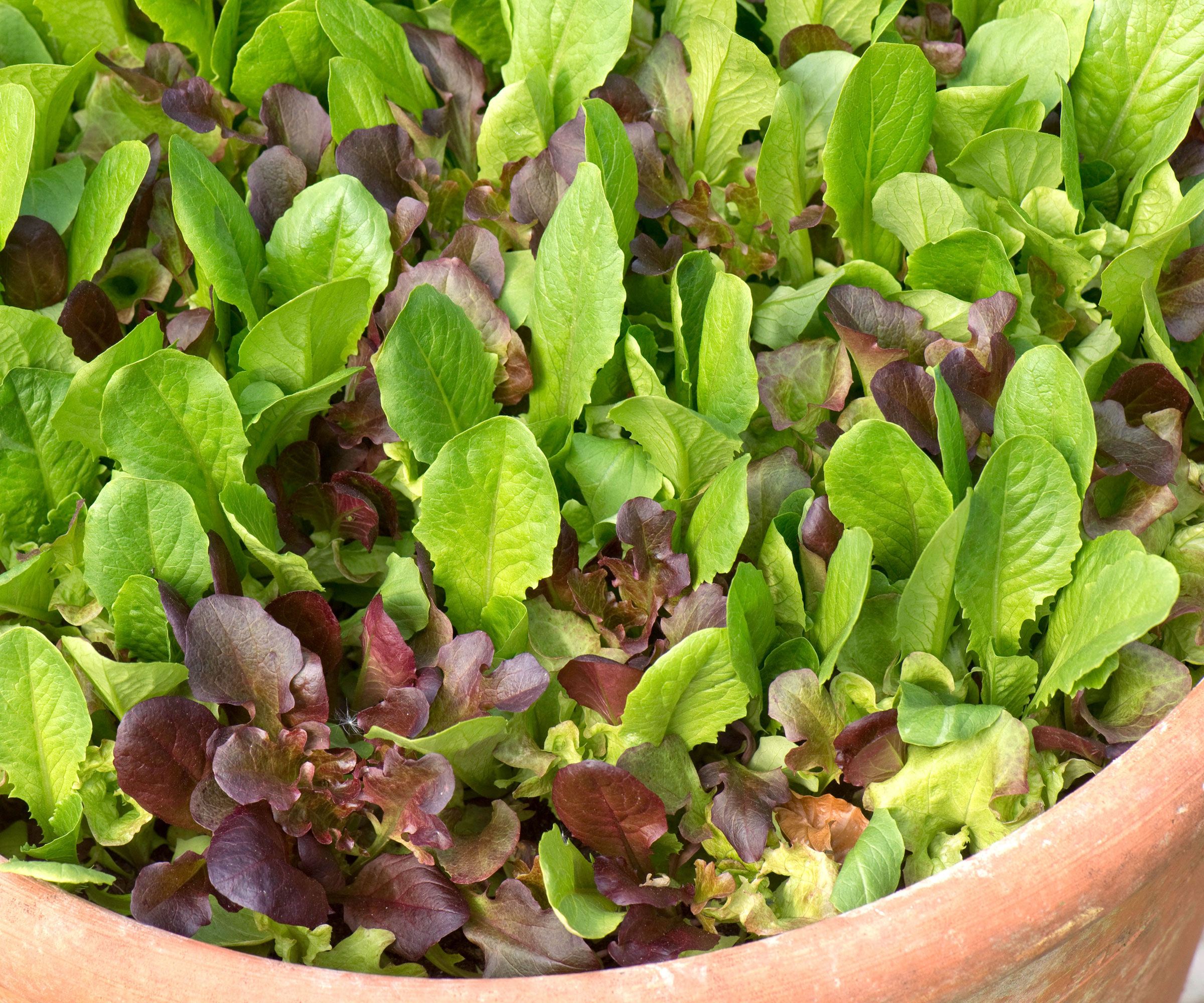 red and green lettuce plants growing in wide terracotta pot