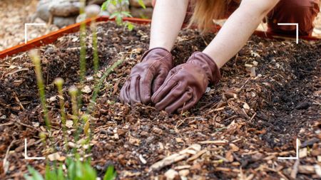 picture of woman adding mulch to raised bed in garden