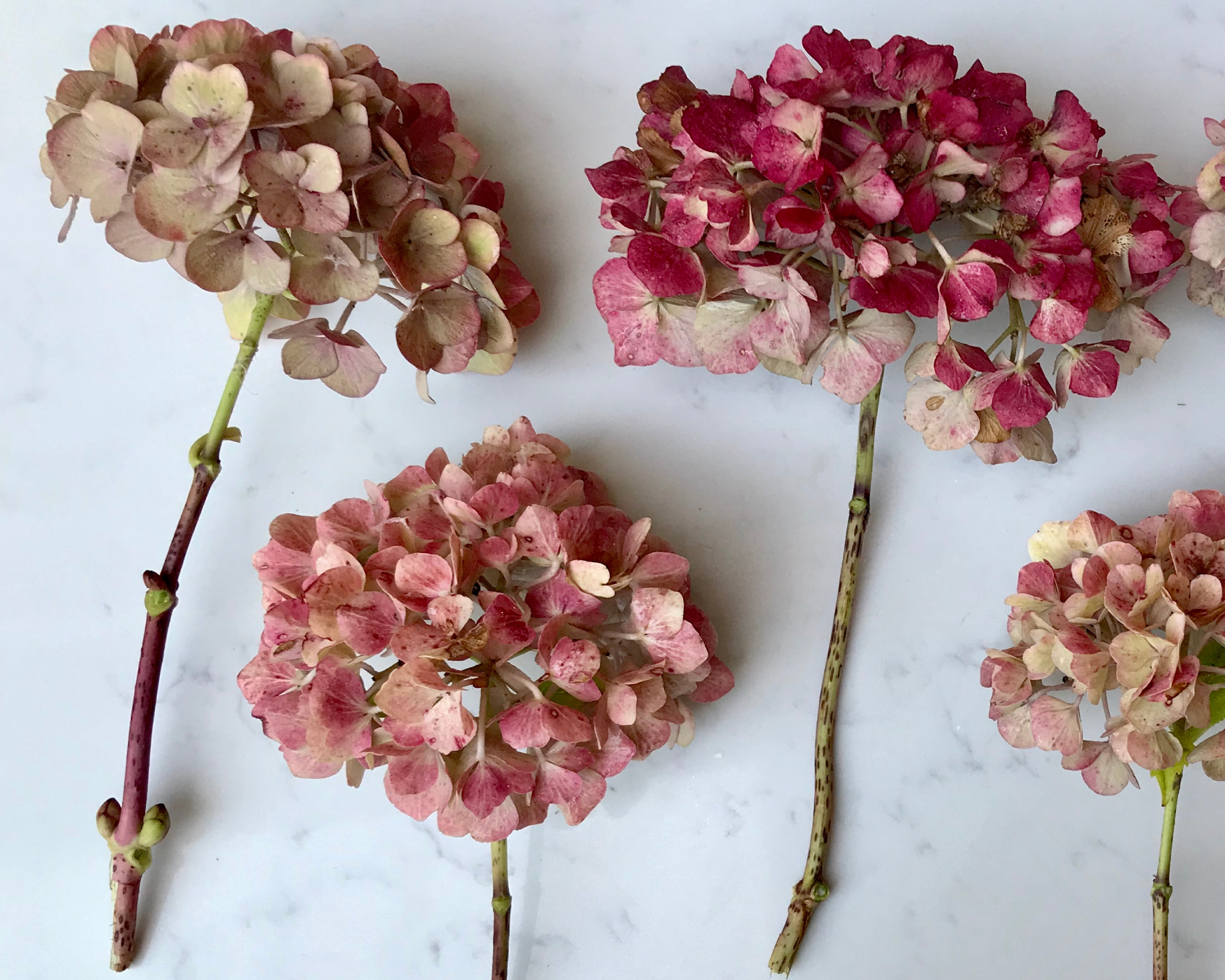 dried hydrangea flowers