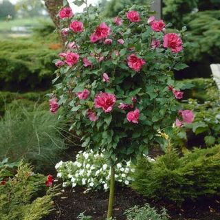 Pink Rose of Sharon Althea Tree