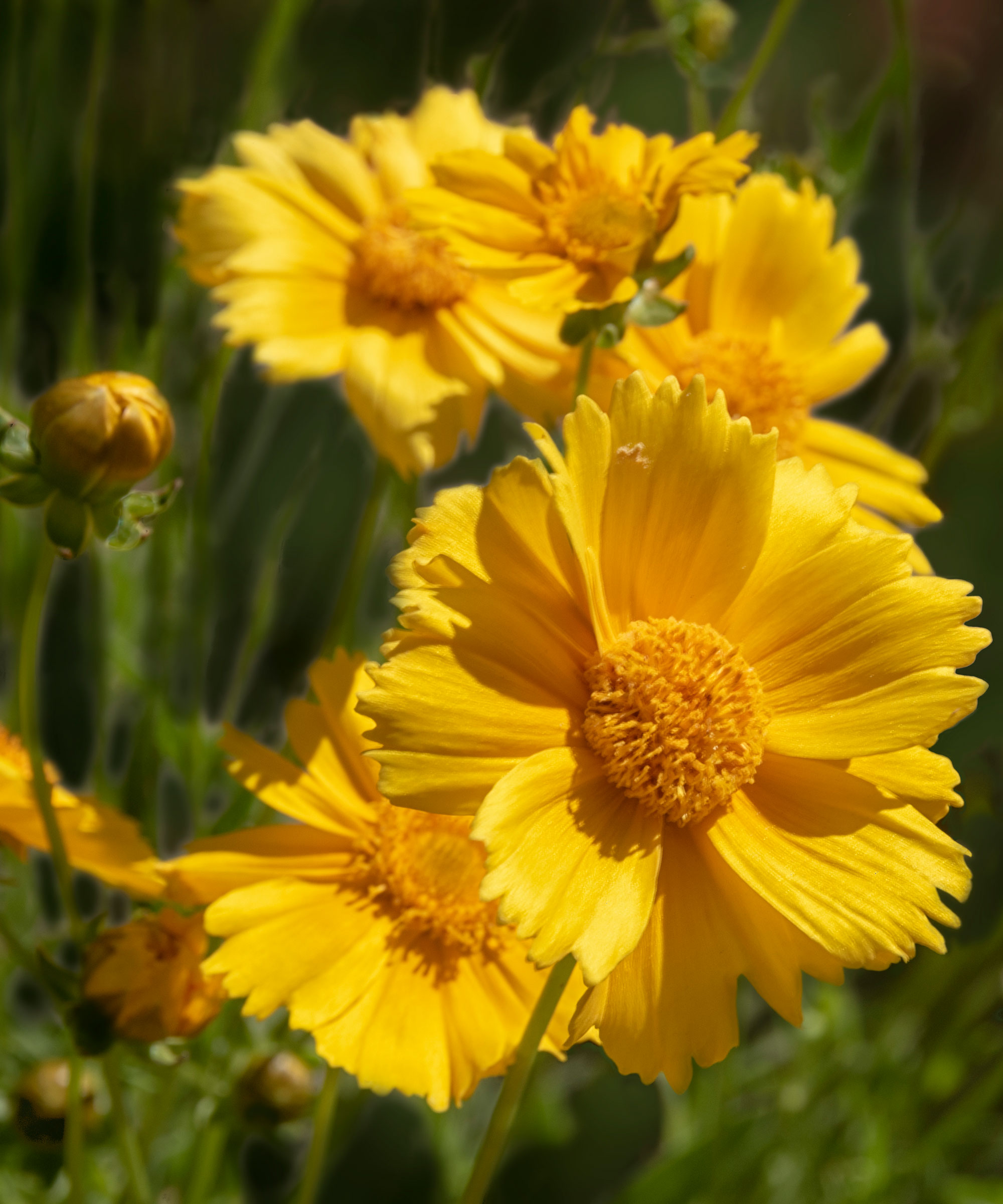 yellow desert marigold