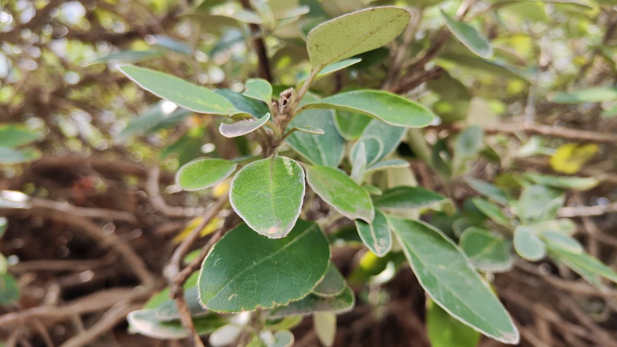 Xiaomi 12 camera sample