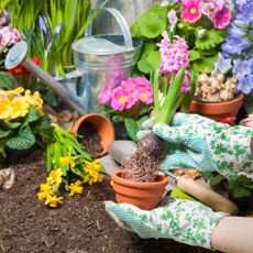 Gardener plants spring bulbs in garden