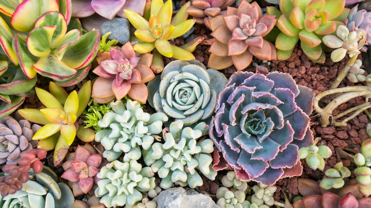 多肉植物を緑と健康に保つために水やりをする頻度