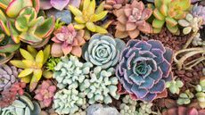 Close up of colorful succulents in dark pink gravel