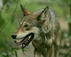 red wolf in wild
