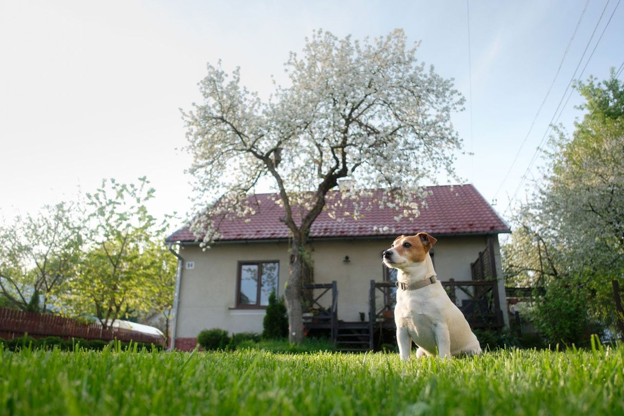 Medium Sized Dog Sitting In The Grass Of A Backyard