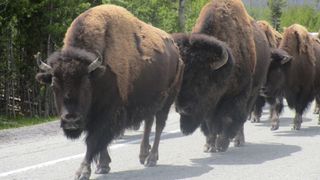 Herd of bison on road