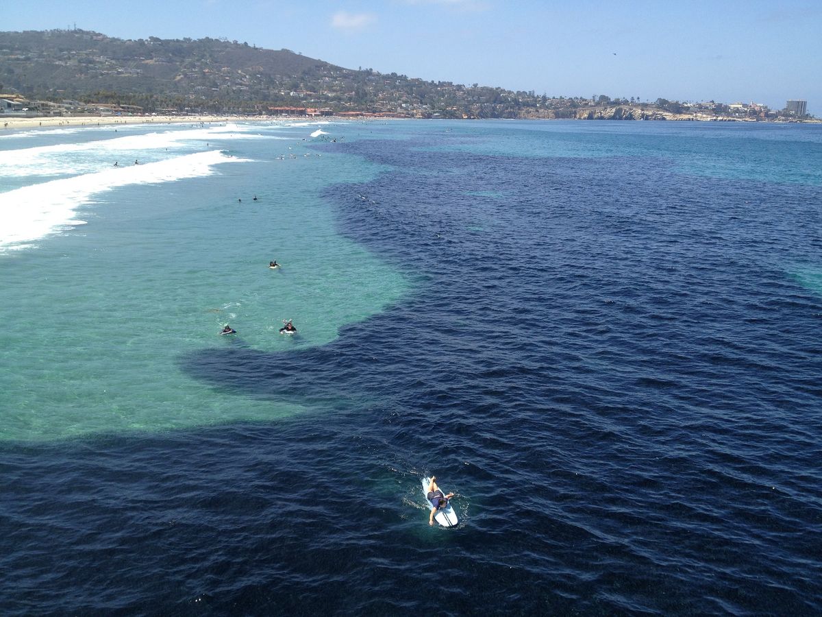 La Jolla anchovies