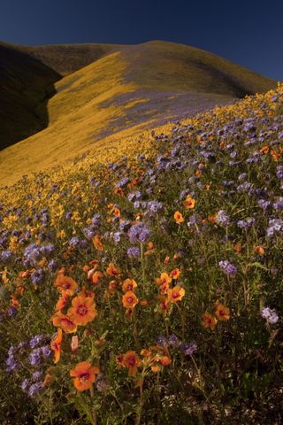 wild flowers bob gibbons