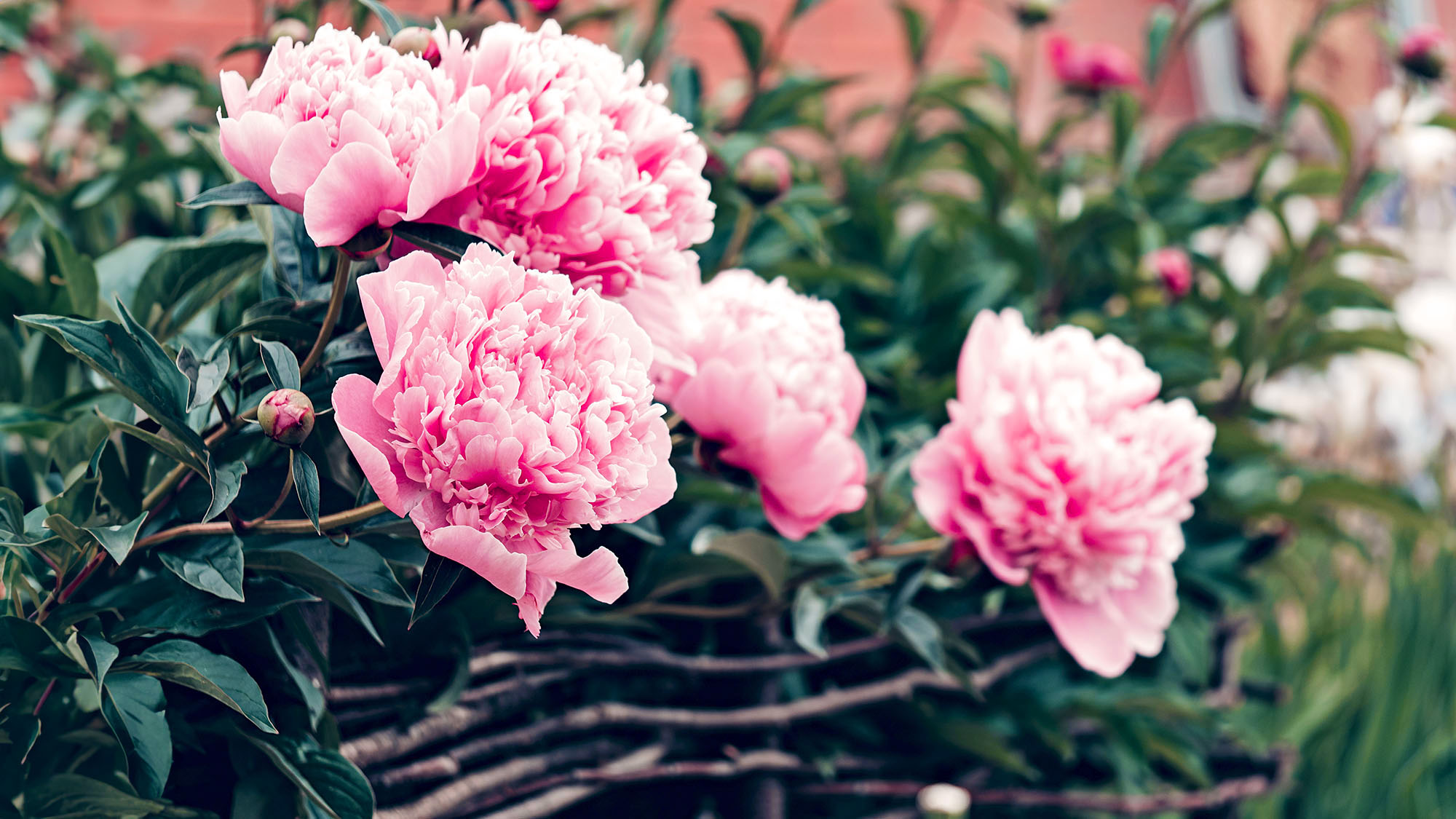 Blossoming pink peony with big flower heads in wicker vine plant support, spring flower bed,