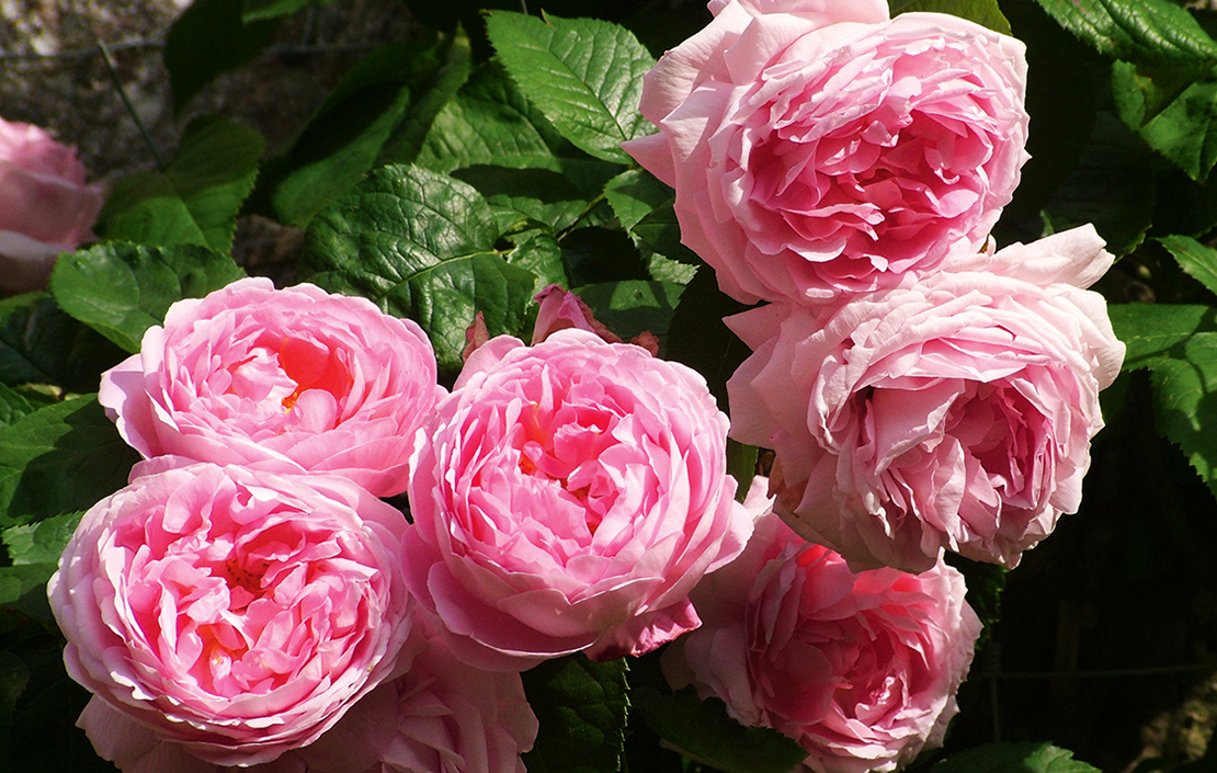 Constance Spry, David Austin&#039;s first-ever &#039;English&#039; rose, went on sale in 1961 and remains a favourite to this day