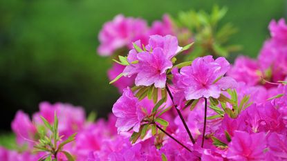 A close up of an azalea in bloom
