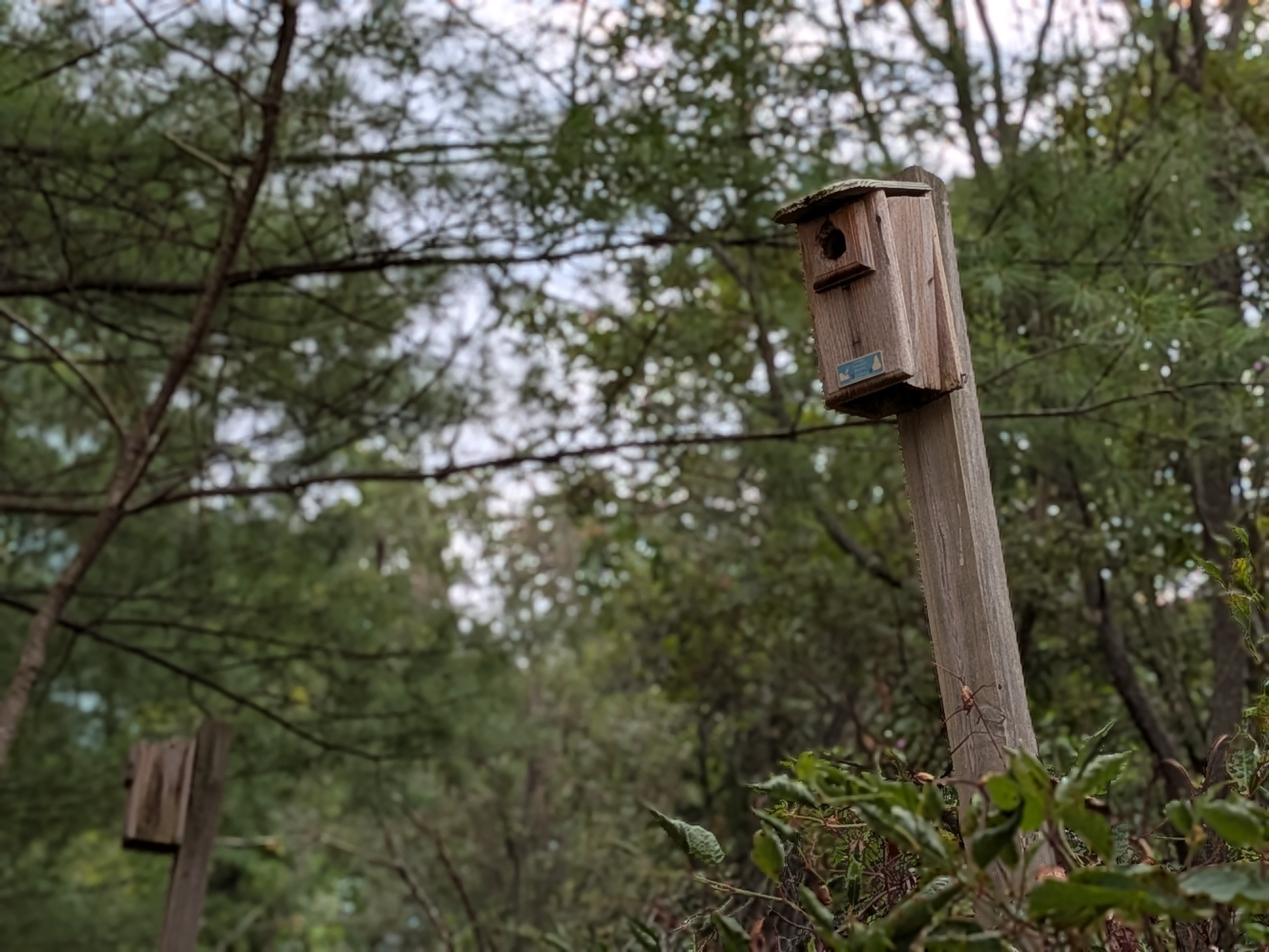 Google Pixel 10 camera image samples