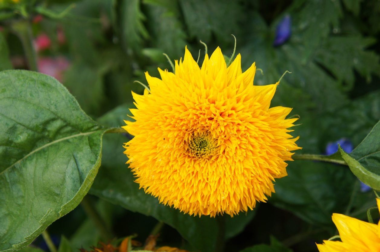 teddy bear sunflower