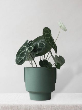 Φυτό Anthurium Regale από το Leaf Envy