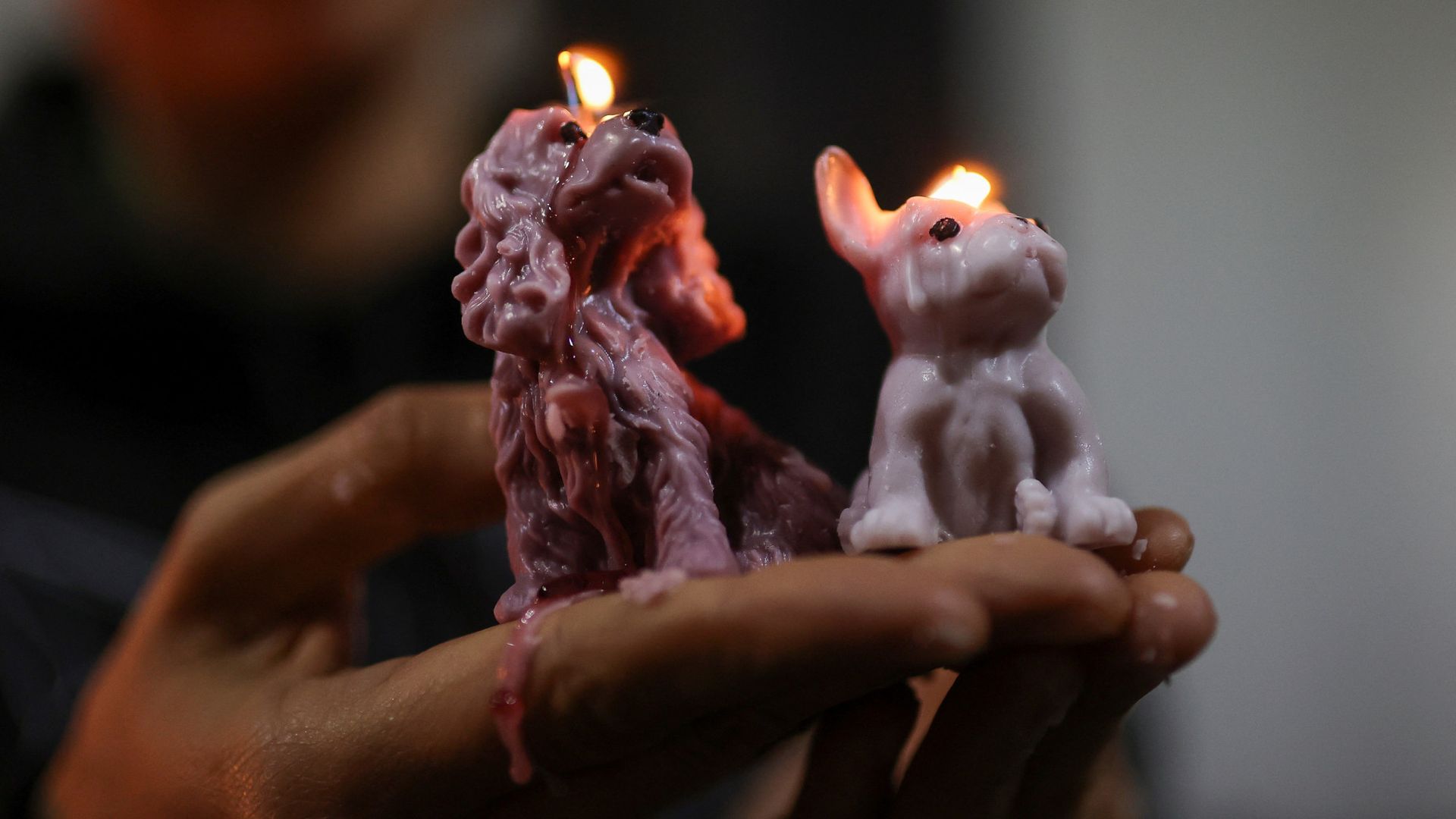 
                                Dog-shaped candles burn in honor of Angel, the dog who inspired an anti-animal abuse bill in Bogotá, Colombia
                            