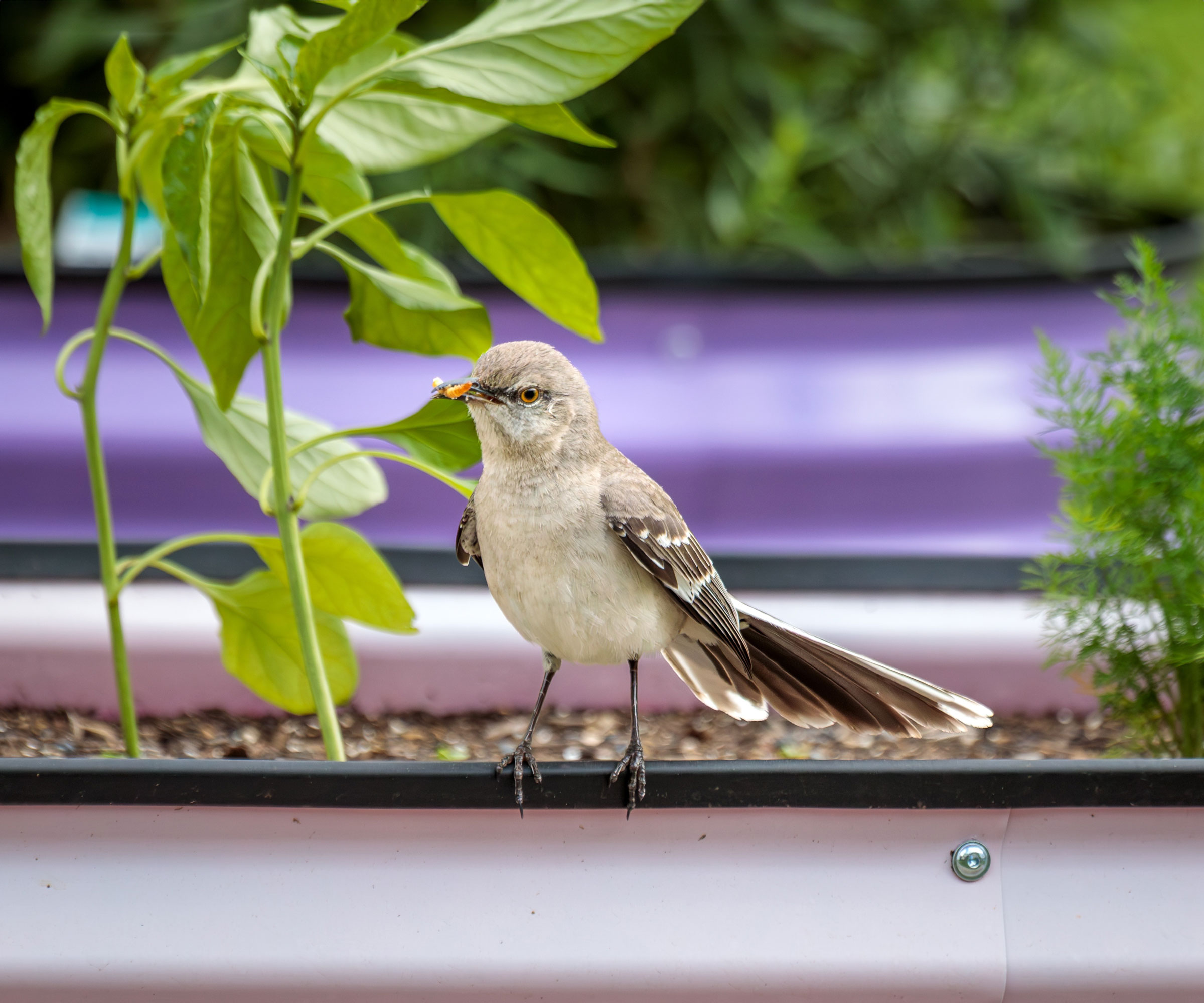 Northern mockingbird sitting in raised bed