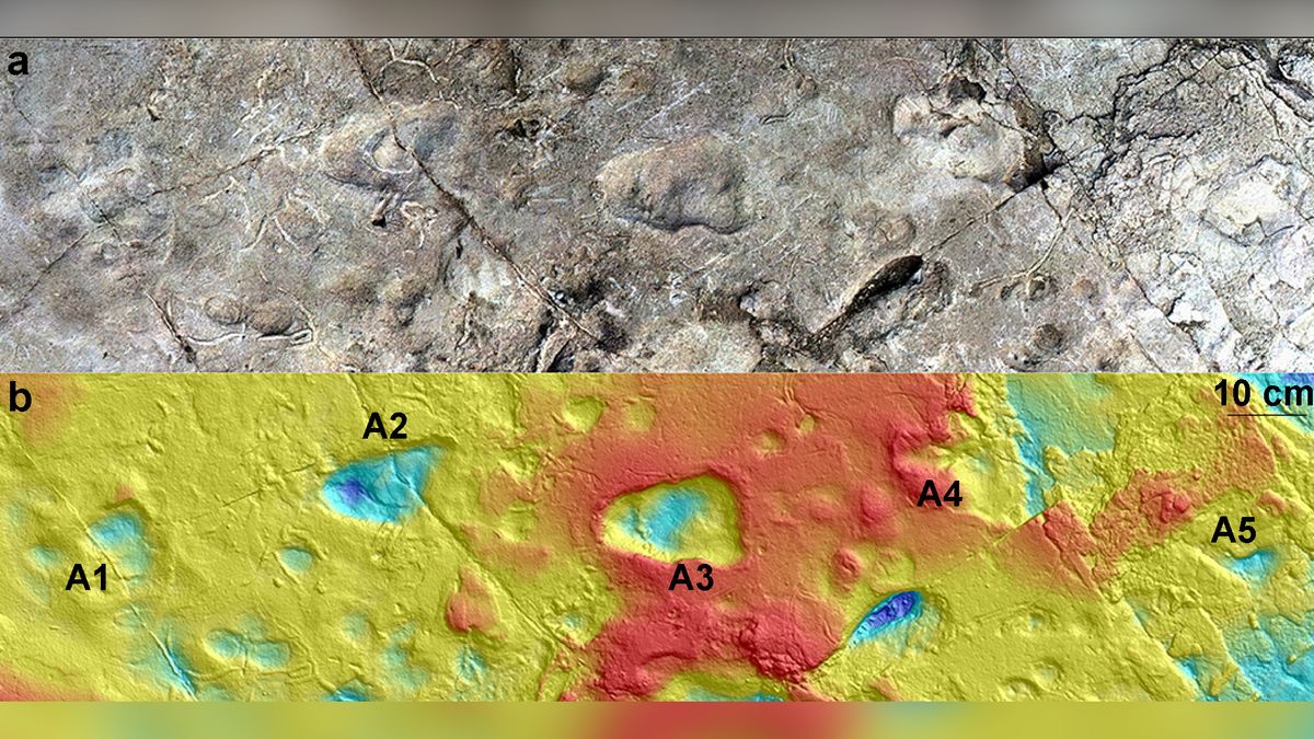 This model of Laetoli Site A shows five hominin footprints (a), along with the corresponding contour map (b) of the site in Tanzania.