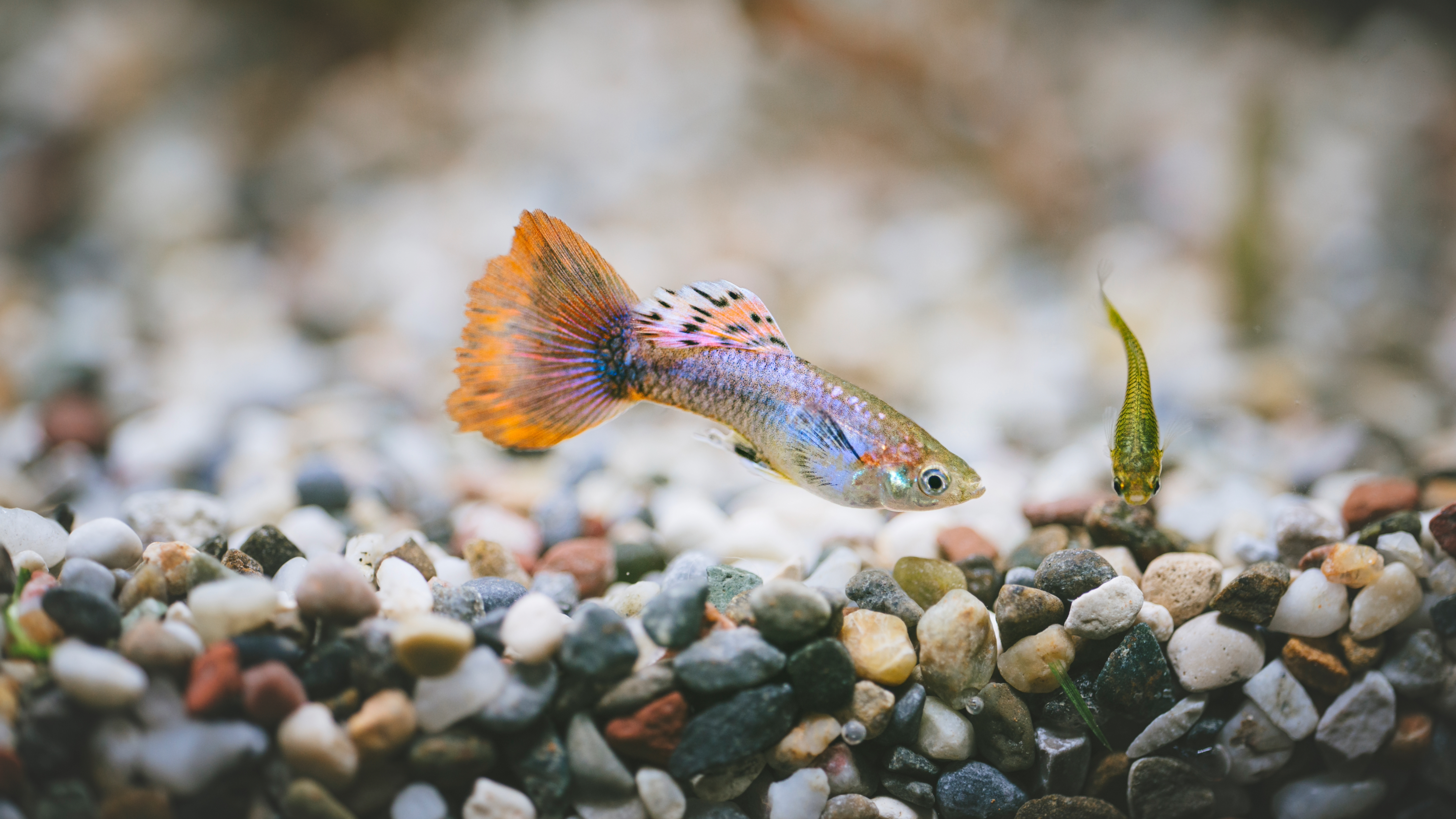 Guppy fish