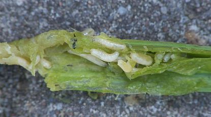 Maggots On Onion Plant
