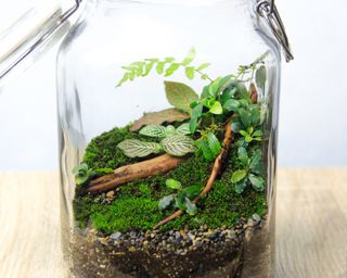 Terrarium in large kilner jar