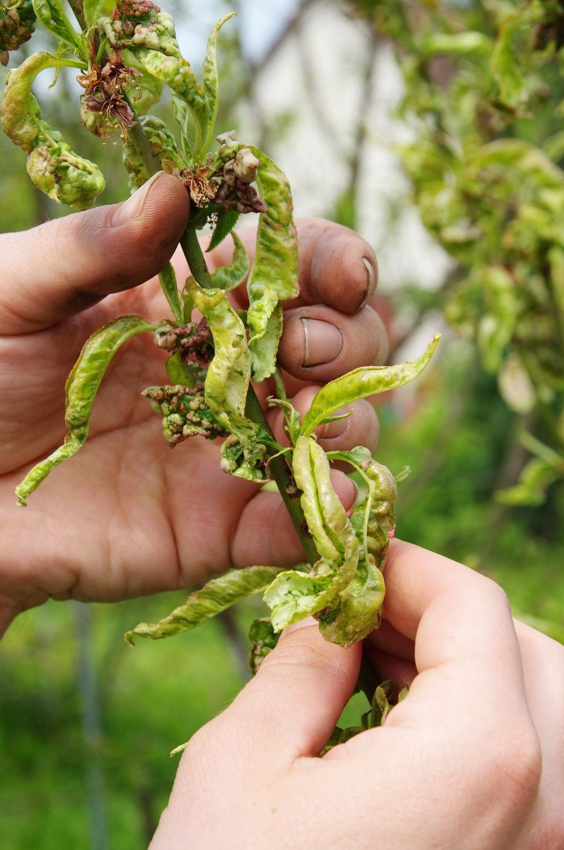 Hands Holding A Dried Diseased Fruit Tree Branch