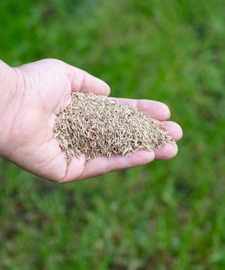 hand holding rye grass seed over a patchy lawn green background